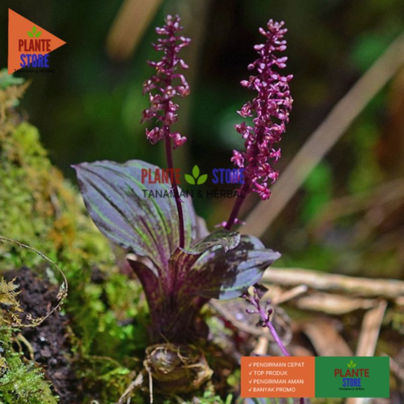 TANAMAN HIAS ANGGREK PERMATA / ANGGREK MALAXIS / ANGGREK TANAH