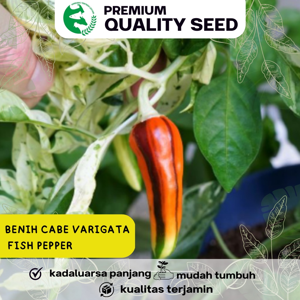 Benih Cabai Hias Varigata FISH PEPPER Cabe Pedas
