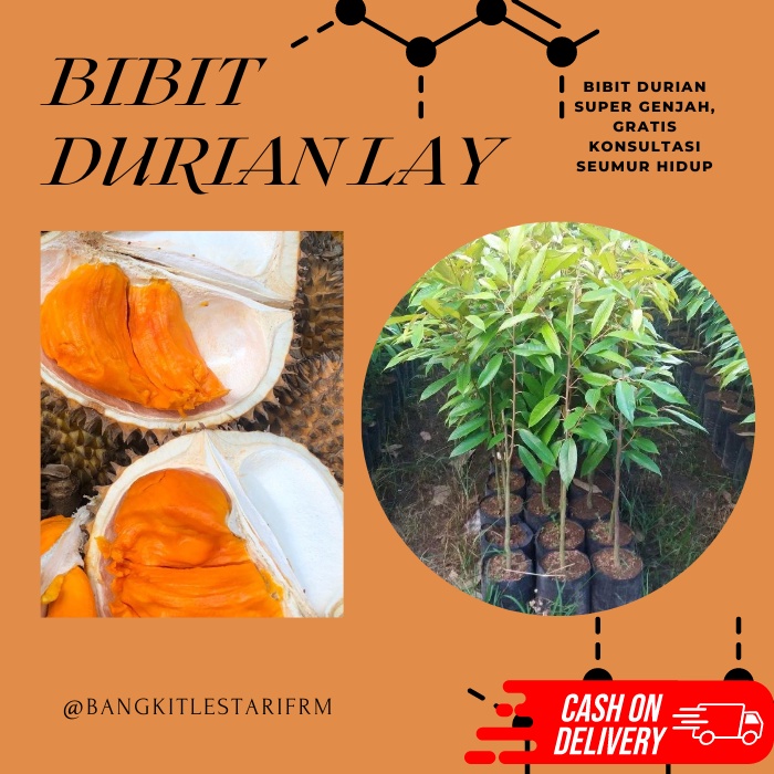 Bibit Durian Lay, Bibit Durian SUPER GENJAH!!!
