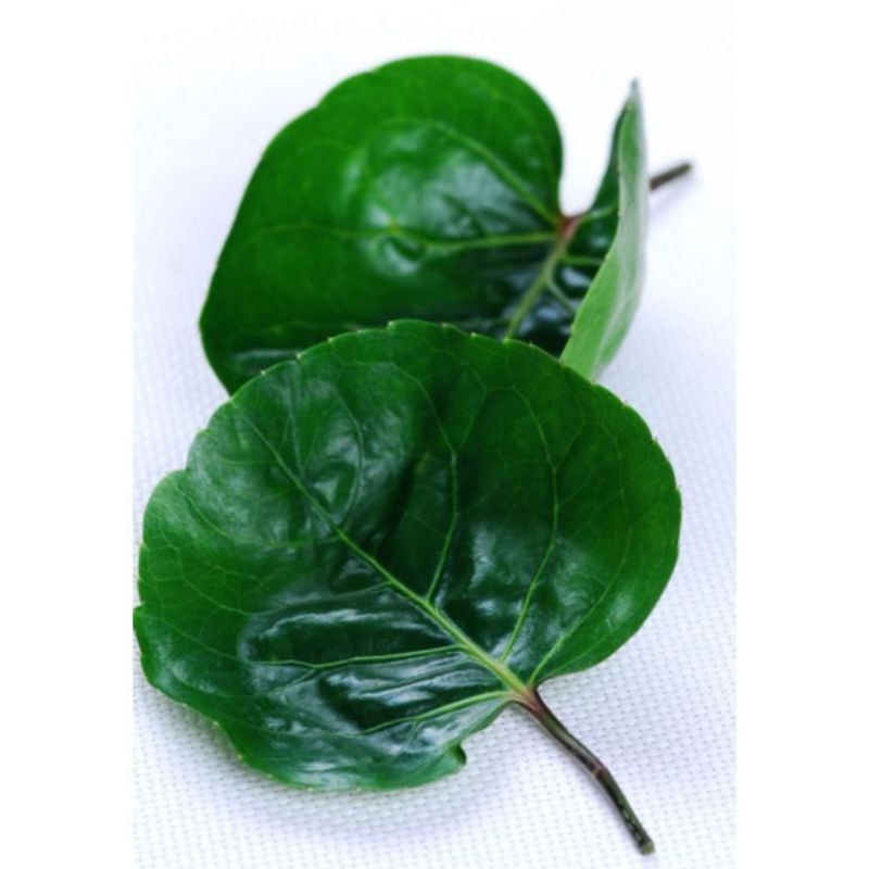 

Daun mangkokan (mencegah rambut rontok) 25 lembar (dipetik saat older masuk)