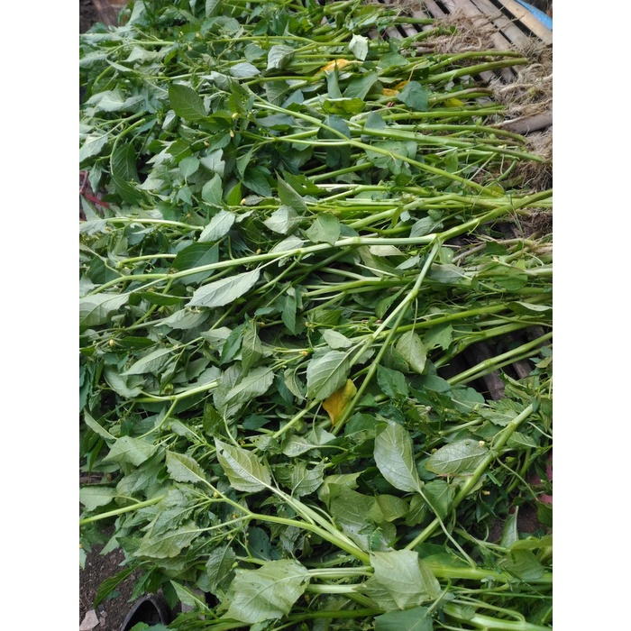 POHON CIPLUKAN CIPLUKAN CECENDET POHON CECENDET CIPLUKAN KERIN CUCI GUDANG