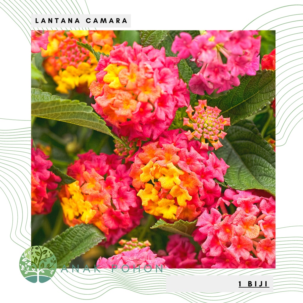 Benih Bibit Biji - Lantana Camara Bunga Tahi Ayam Tembelekan Flower Seeds - IMPORT