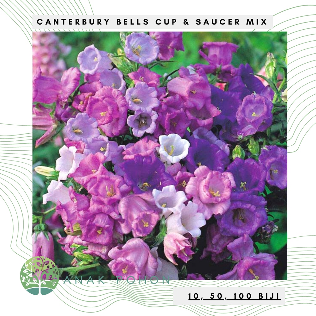 Benih Bibit Biji - Bunga Canterbury Bells Cup and Saucer Mixed Ungu Putih Pink Flower Seeds - IMPORT