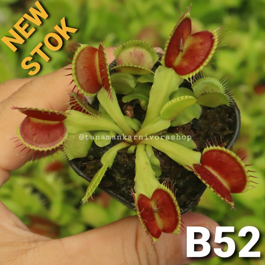 Venus Flytrap B52 Tanaman Karnivora (Tanaman Hias) Carnivor
