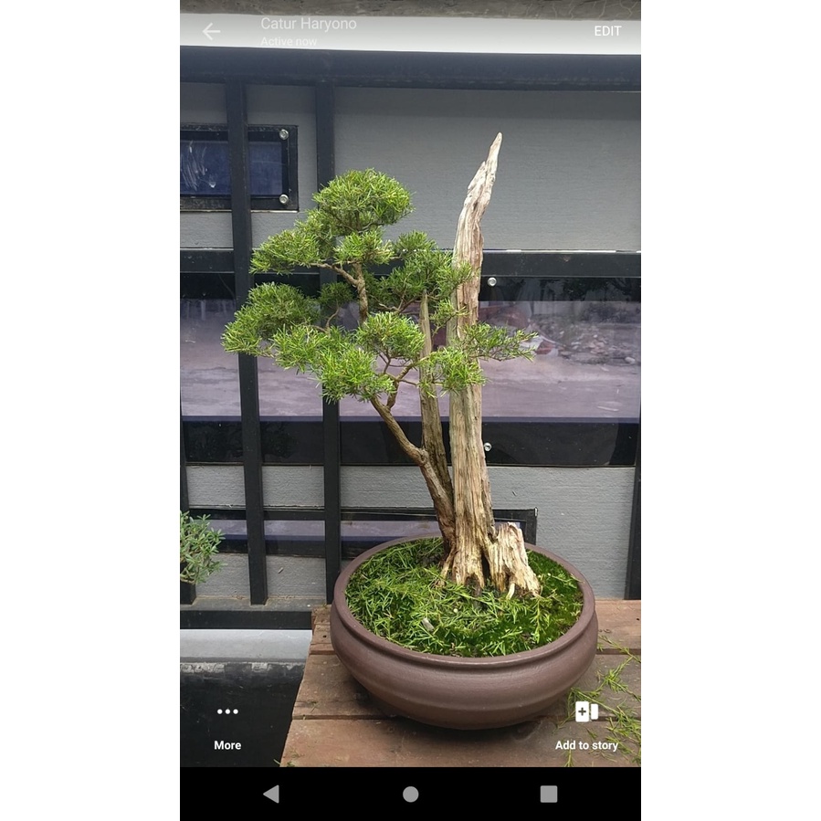 Bonsai Cucur atap curtap sapu2