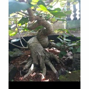 Bahan waru taiwan prokar waru likukan tanaman bonsai