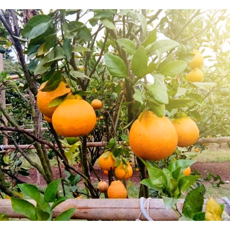 Bibit buah jeruk Dekopon super manis, sudah Berbuah