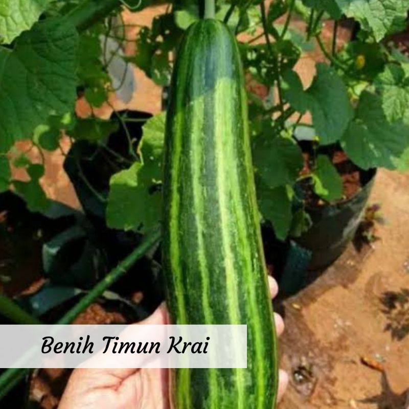 Benih Timun Krai