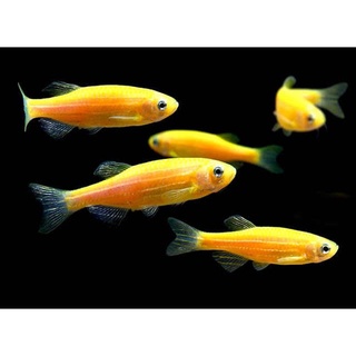 Glow in the dark perlengkapan aquarium pelet glofish, lampu glow, batu warna warni glow sudah lengkap ada disini garansi 100%