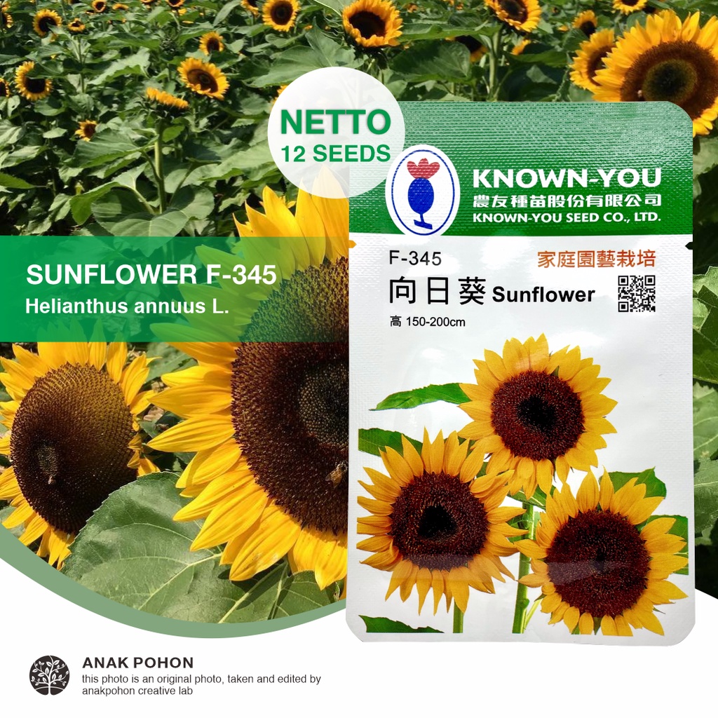 (1 PACK) Benih Bunga Matahari Sunflower F-345 Helianthus annuus L. Flower Seeds - Known You Seed KYS - 12 SEEDS