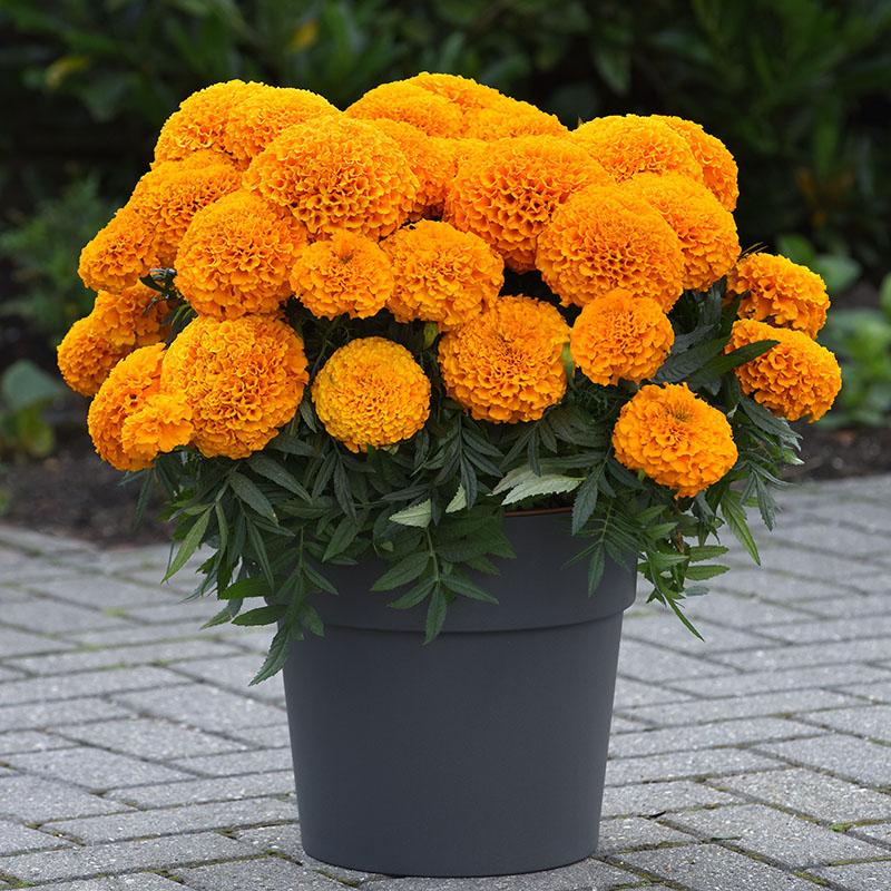 Benih Bibit Biji - Bunga African Marigold Mixed Colors Flower Seeds - IMPORT