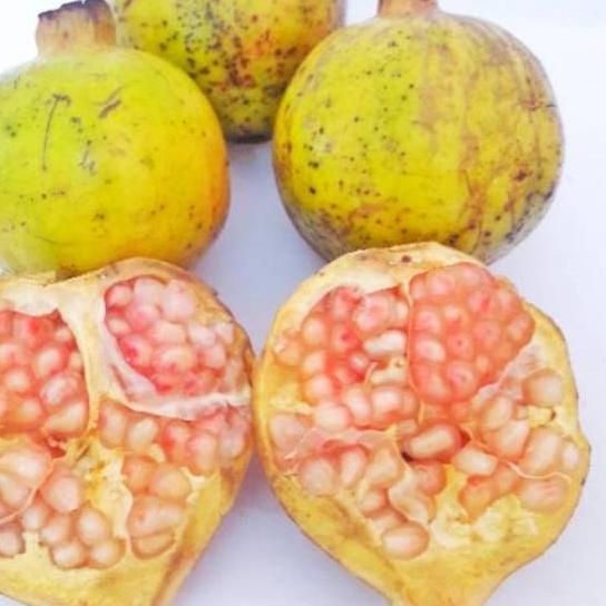 

✰ Buah Delima Putih 1 kg organik fresh baru petik untuk ☊