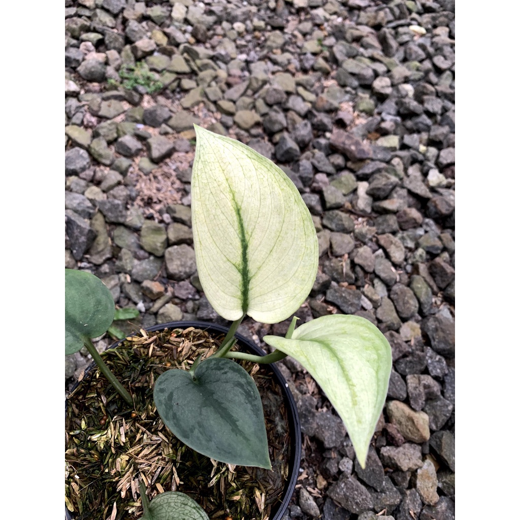 tanaman hias scindapsus exotica