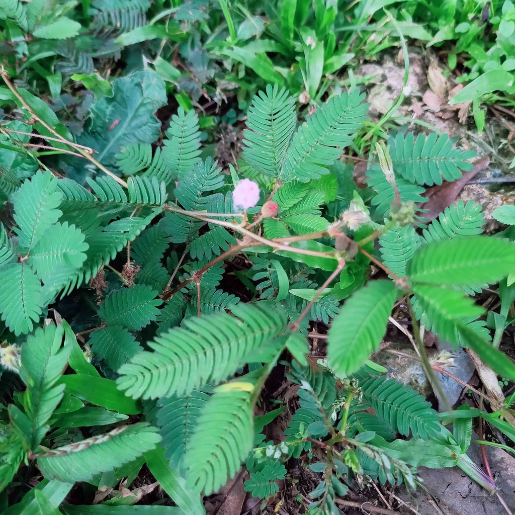 

PUTRI MALU DAUN PUTRI MALU OBAT HERBAL 100 gr