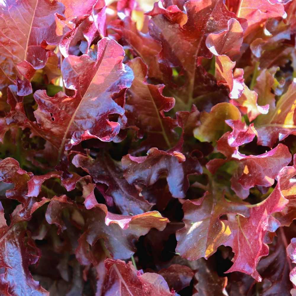 Benih Bibit Biji - Selada Oak Merah / Red Oakleaf Lettuce Seeds