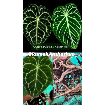 Anthurium Clarinervium X Crstalhope