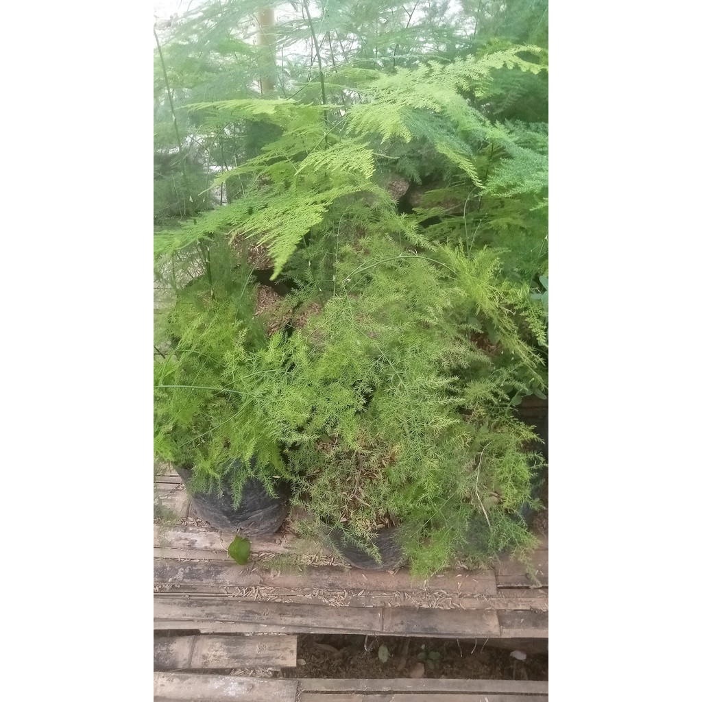 Bibit Bunga Asparagus