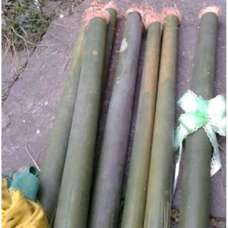 obor bambu panjang 50 cm