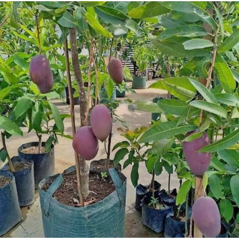 Bibit mangga irwin okulasi//mangga irwin berbunga