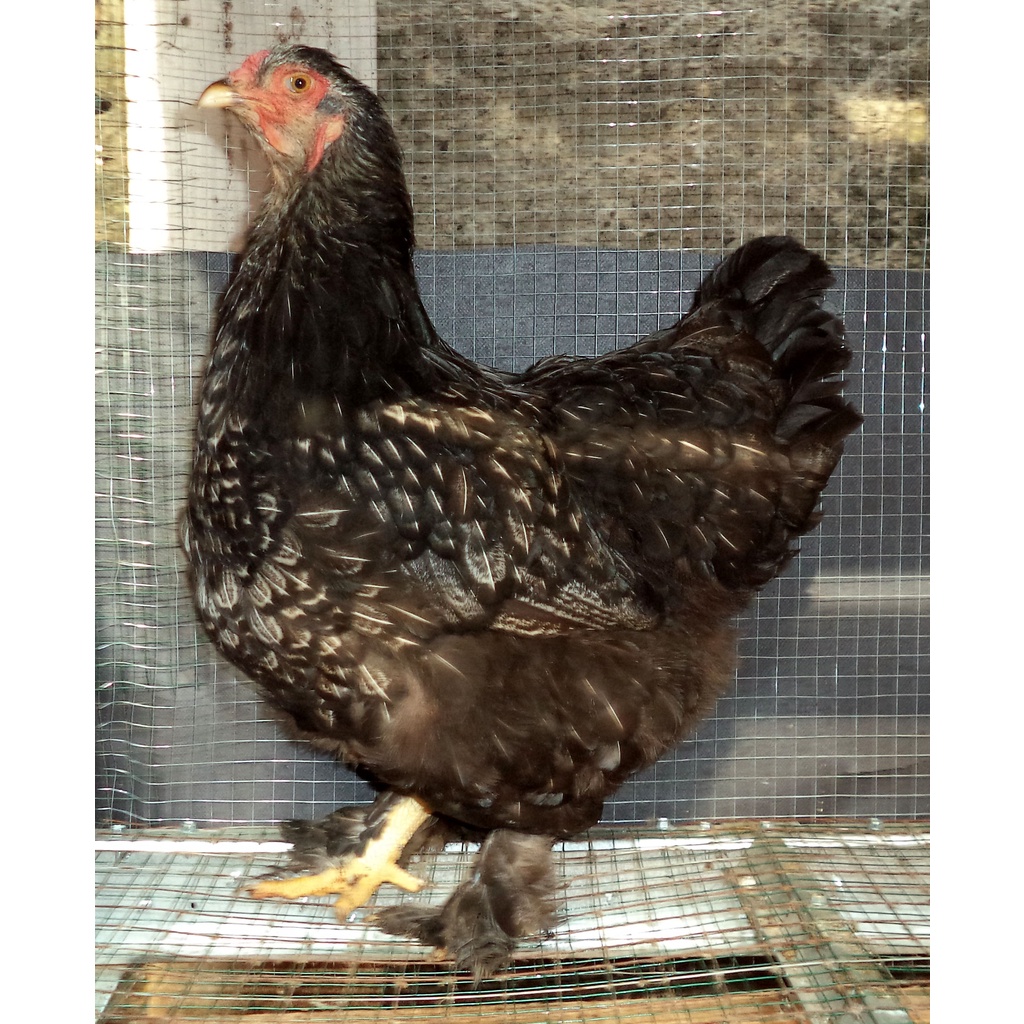 Ayam brahma silver laced betina siap produksi ( real foto dan vidio )