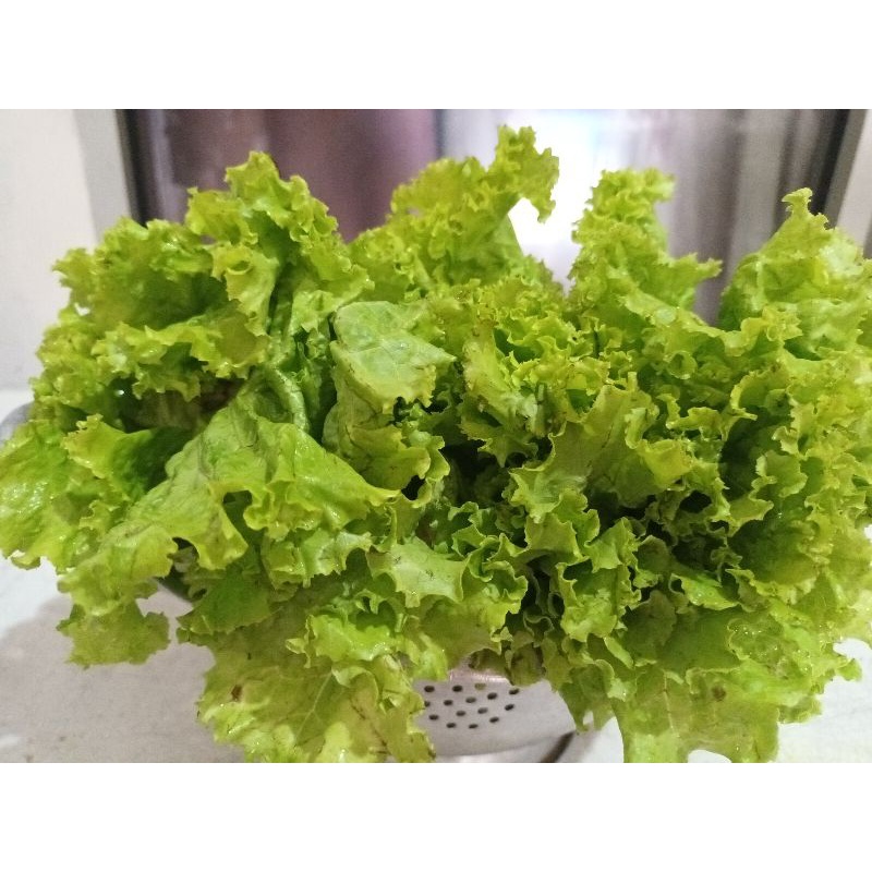 

Sayur selada keriting