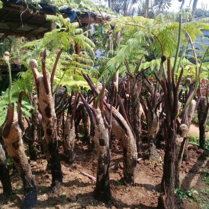 Terlaris Pakis Monyet 2 Meter - Paku Tihang Peneduh Taman - Tanaman Hias Rimbu