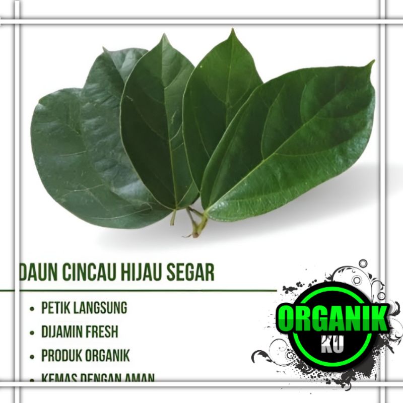 daun kipanas/camcauh/cincau hijau 1 kg