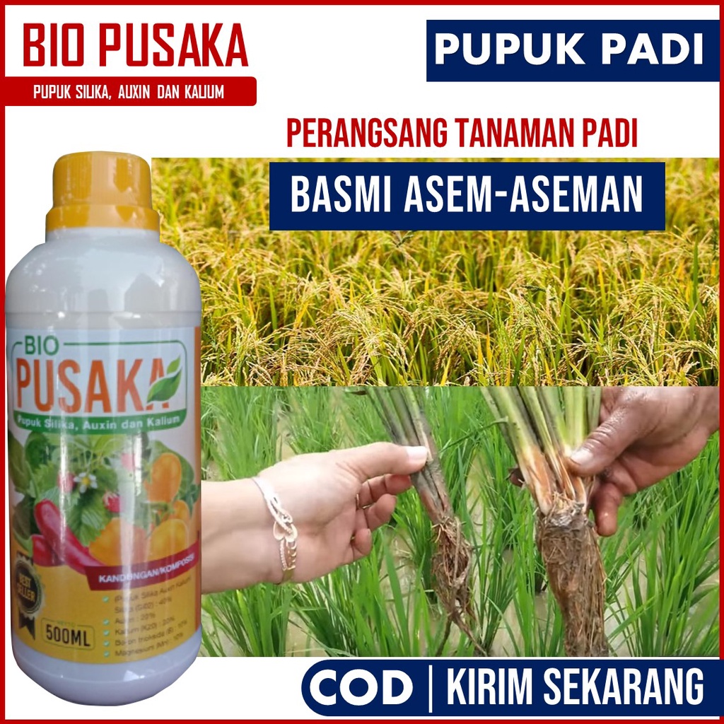 PUPUK BIO PUSAKA Anti ASem-Aseman Padi isi 500 ML – Pupuk Pembasmi Asem-aseman padi manjur – Obat Pe