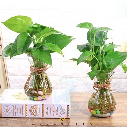 VAS BUNGA KACA BENING TALI RAMI / VAS KACA TALI RAMI / VAS KACA AESTHETIC / VASE / POT TANAMAN HIDRO