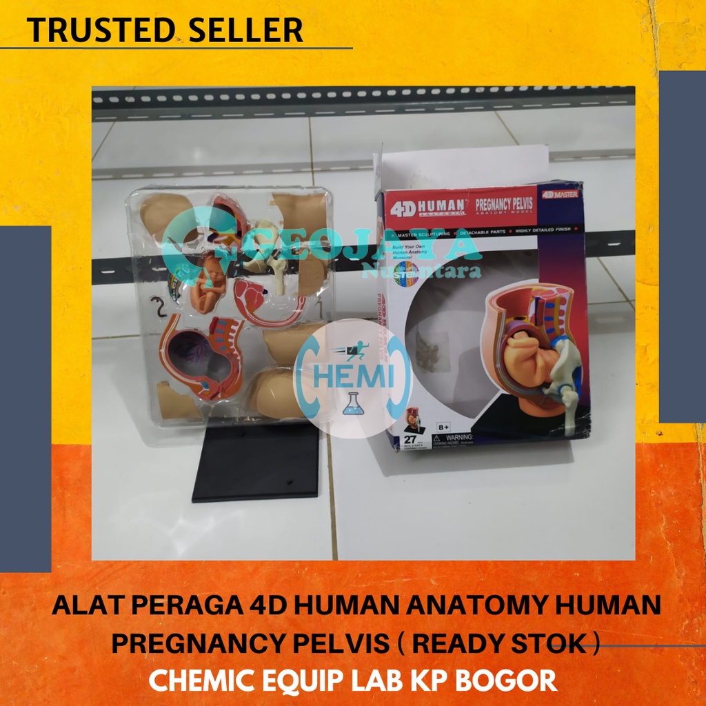 ALAT PERAGA 4D HUMAN ANATOMY HUMAN PREGNANCY PELVIS ( READY STOK )