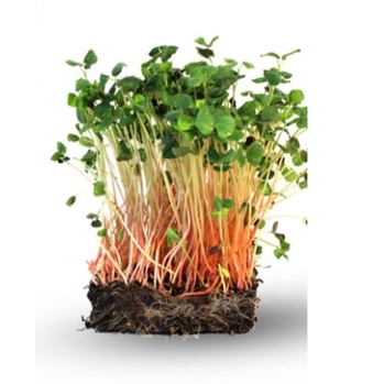 BENIH MICROGREEN BUCKWEAT SPROUT 10 GRAM bibit biji microgreen known you seed