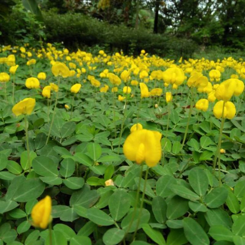 TANAMAN HIAS LANDEP KACANG KACANGAN BUNGA KUNING