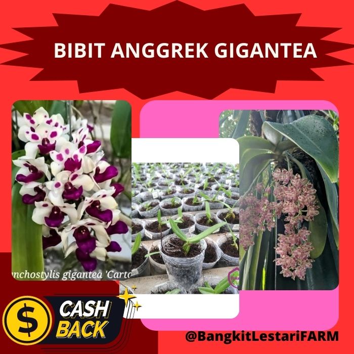 Bibit Anggrek Gigantea, Bibit Anggrek DEWASA