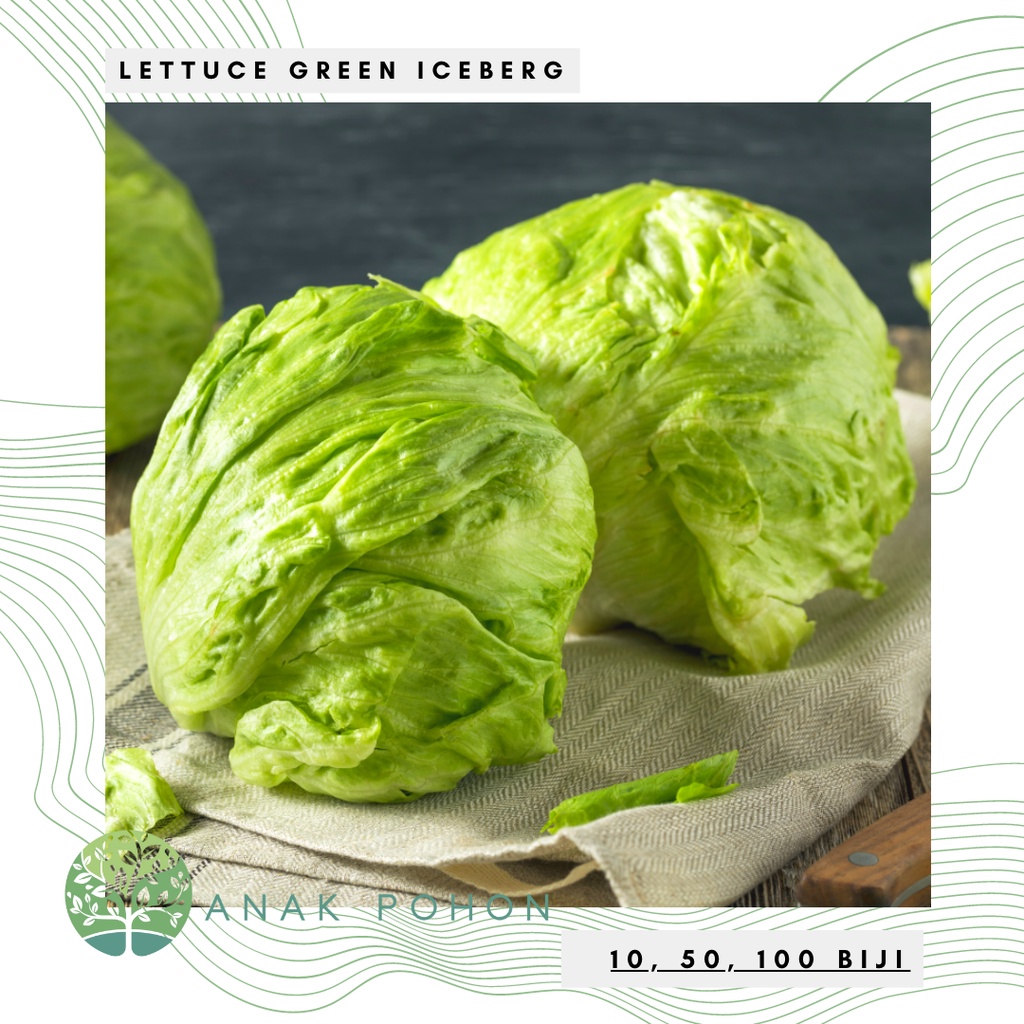 Benih Bibit Biji - Lettuce Green Iceberg Seeds - Selada dengan Tekstur Renyah &amp; Lezat - Panen dalam 75 Hari