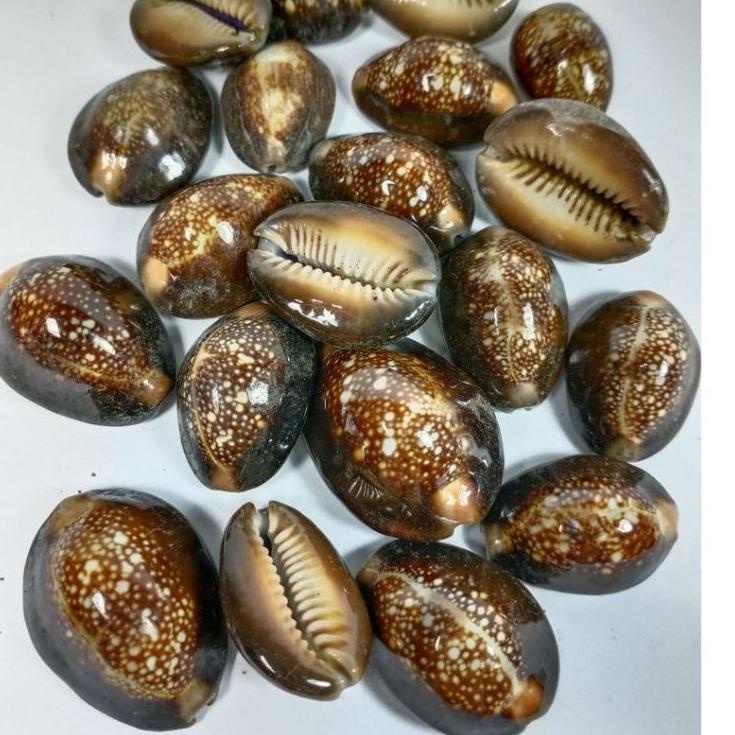 8.8 kewuk hitam asli/kewuk kerang laut/kewuk biji conglak isi100 gram