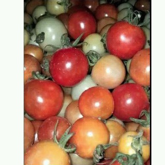 

Authentic | Cung kediro | Rampai | Tomat ceri | Sambal kampung nikmat | 1Kg