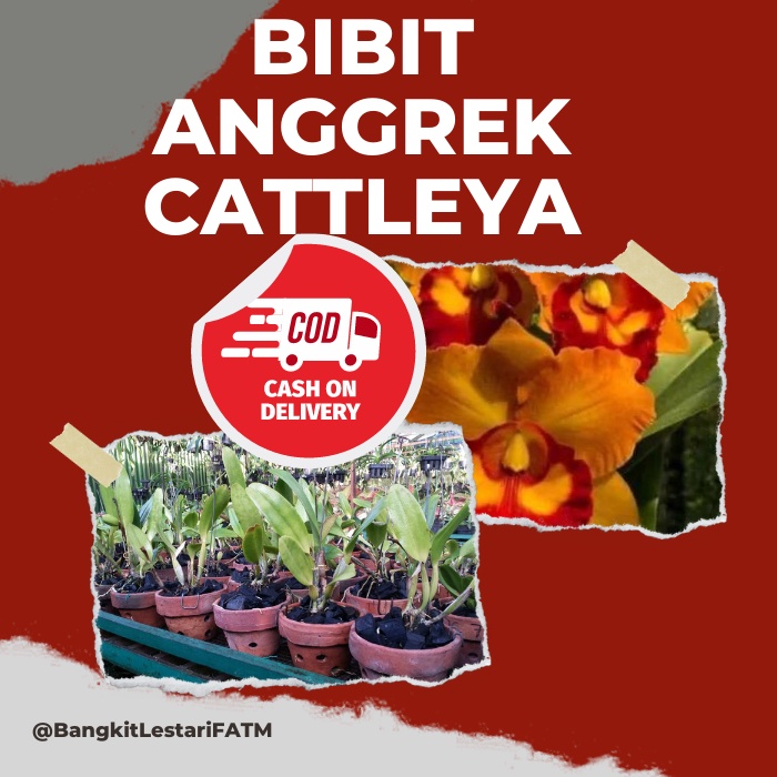 Bibit Anggrek Cattleya, Bibit Aggrek SIAP BERBUNGA