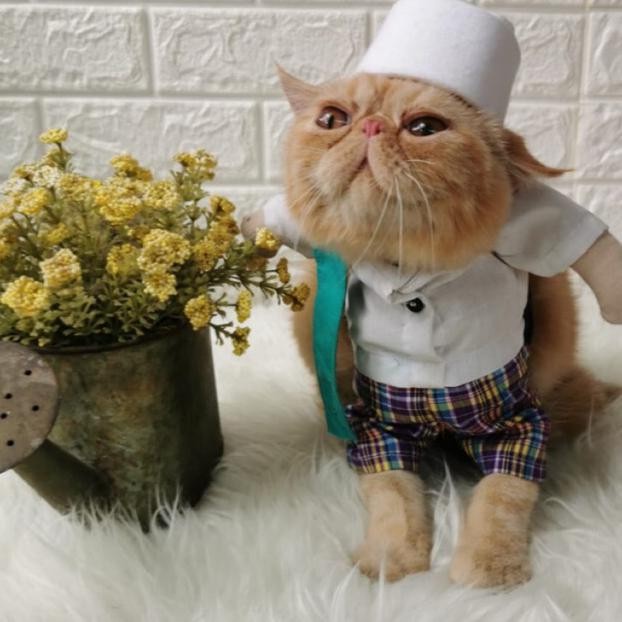 Baju Kucing viral Kostum Karakter Pak Haji + sandal Q2H0