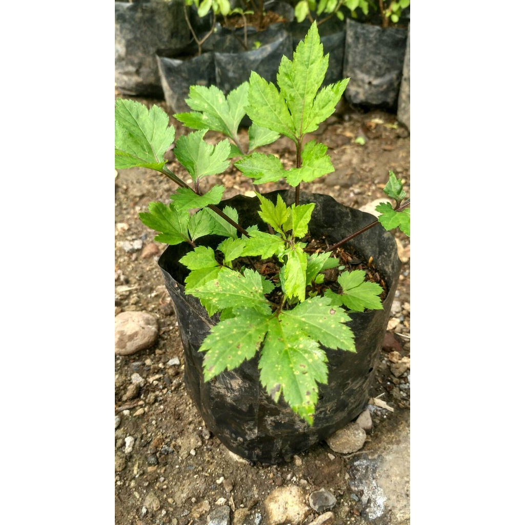 Bibit tanaman herbal Purwaceng