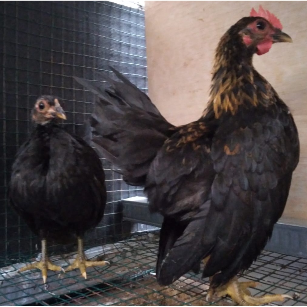 Ayam serama black sepasang siap produksi ( real foto dan vidio )