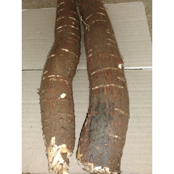 Umbi singkong racun singkong sapi kuru 1 kg
