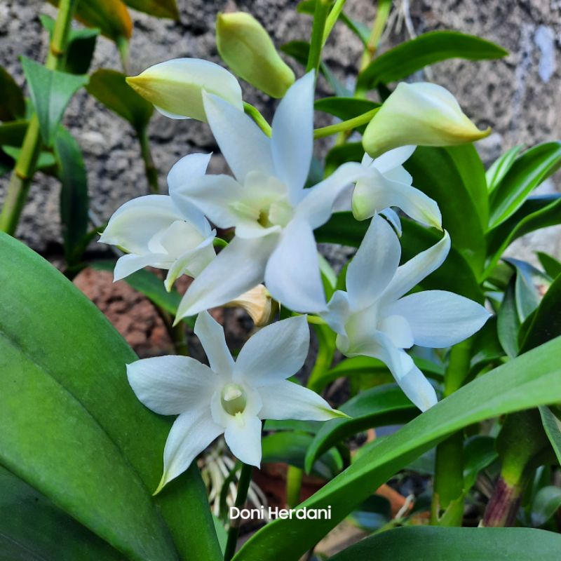 Dendrobium White Grace, Anggrek Dendrobium White Grace, Anggrek Koleksi