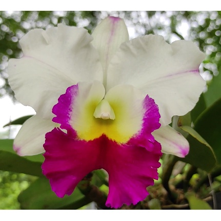 Anggrek Cattleya Dewasa - Bunga Besar dan Wangi - Tanaman Hias Bunga Anggrek Cattleya