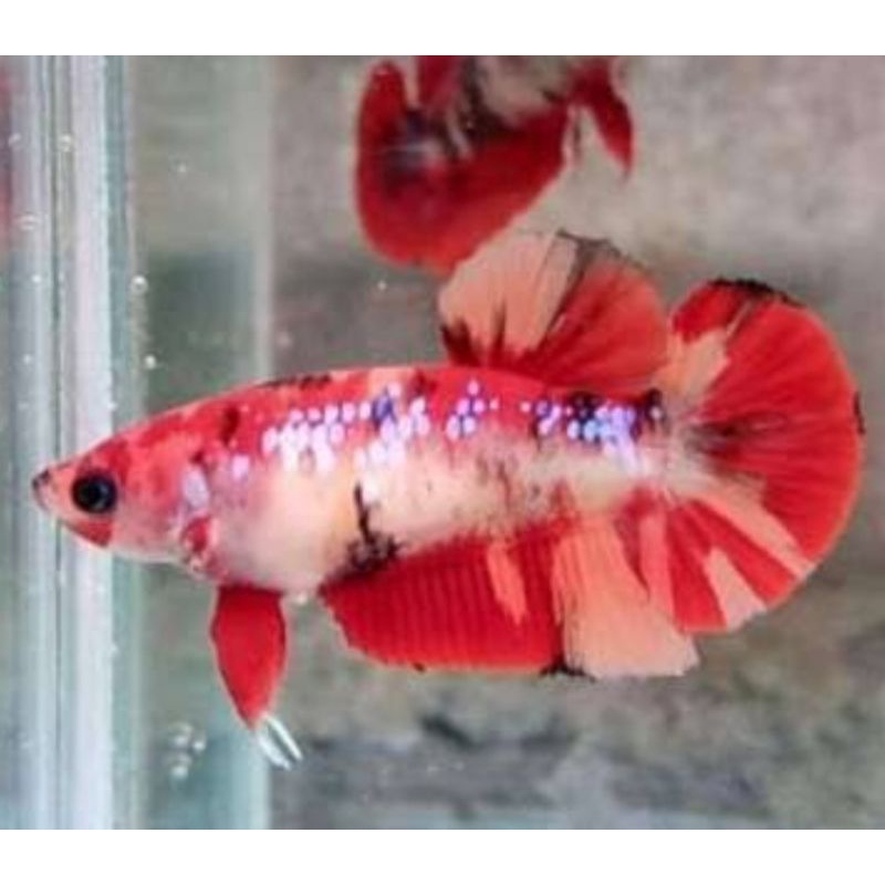 cupang betina plakat