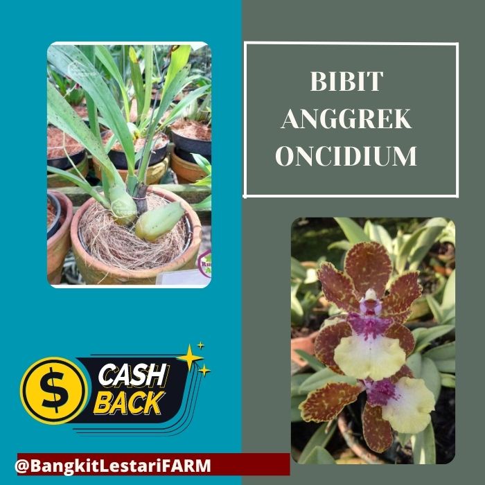 Bibit Anggrek Oncidium, Bibit Oncidium DEWASA.