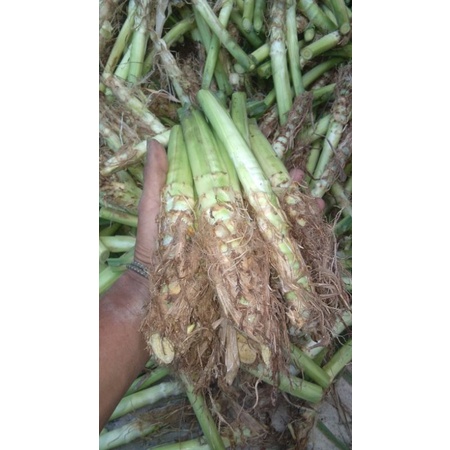 bibit rumput odot