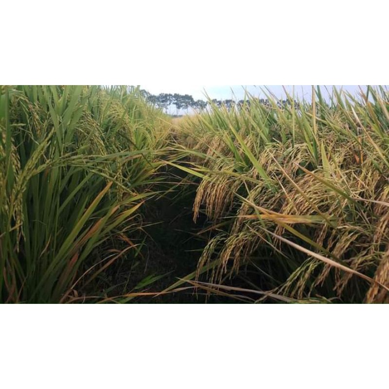 benih padi Cl 284 kemasan 5 kg