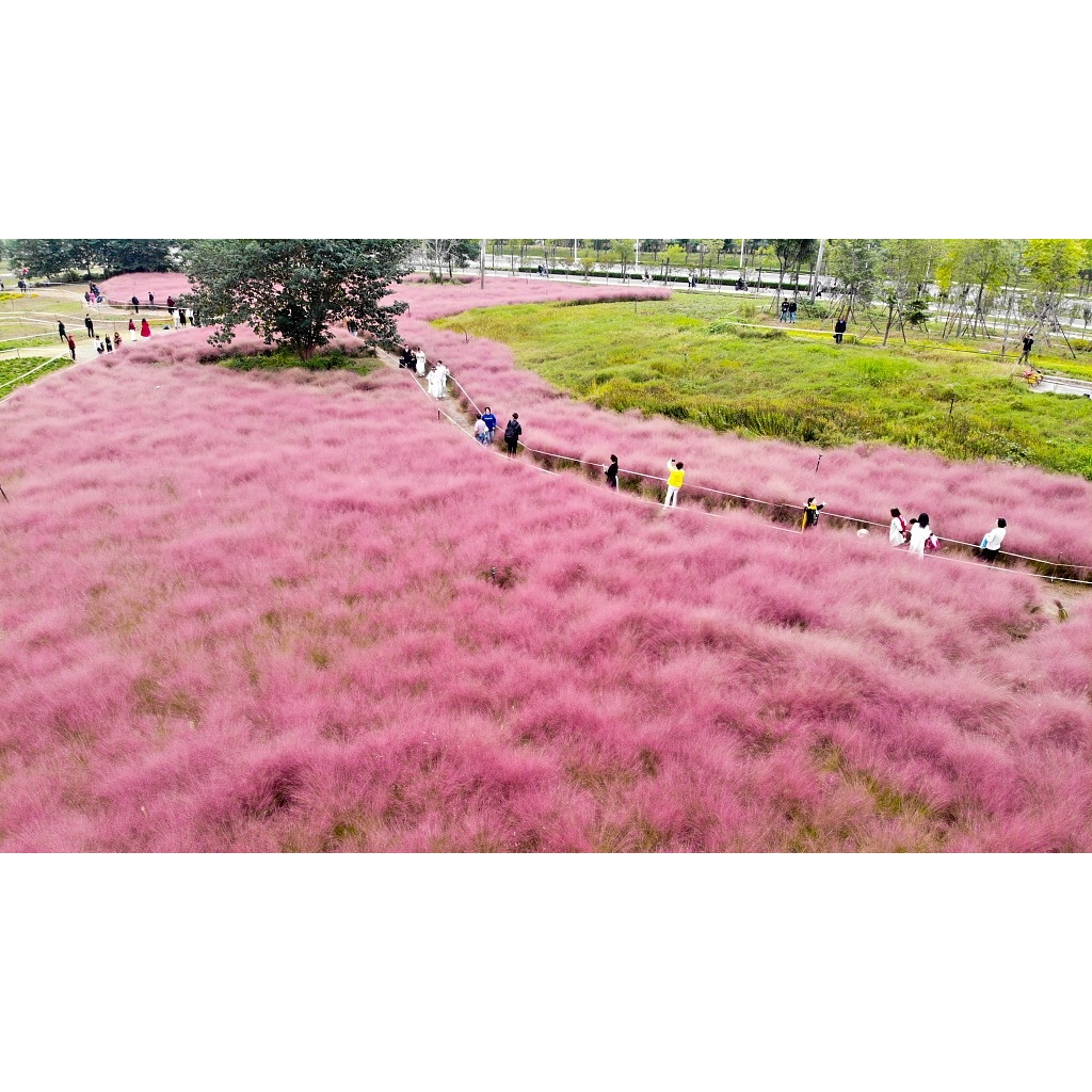 Benih Bibit Biji - Pink Muhly Grass / Korean Cotton Candy Grass / Rumput Pink (Muhlenbergia capillaris) Ornamental Plant Seeds - IMPORT