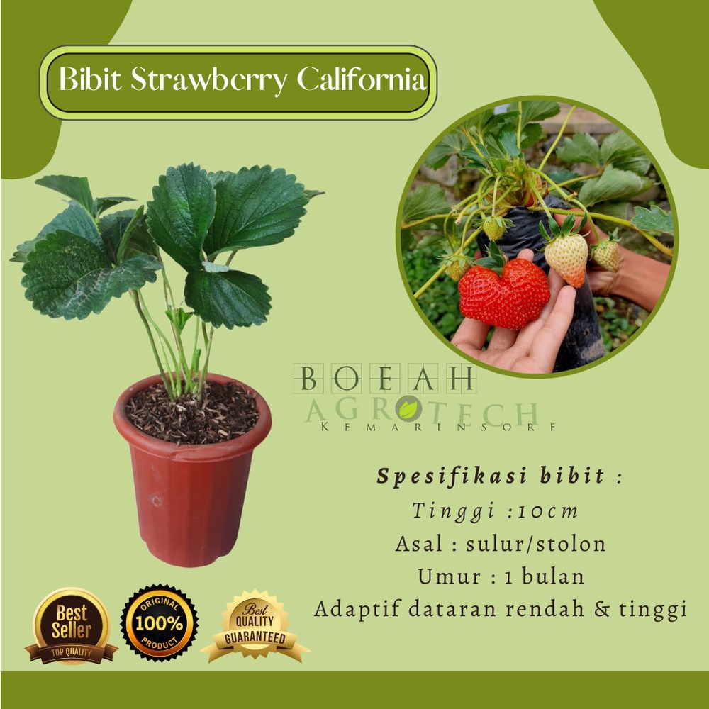 Bibit Tanaman Strawberry California/Strawberry Jumbo Termurah/ Bibit Stroberi California