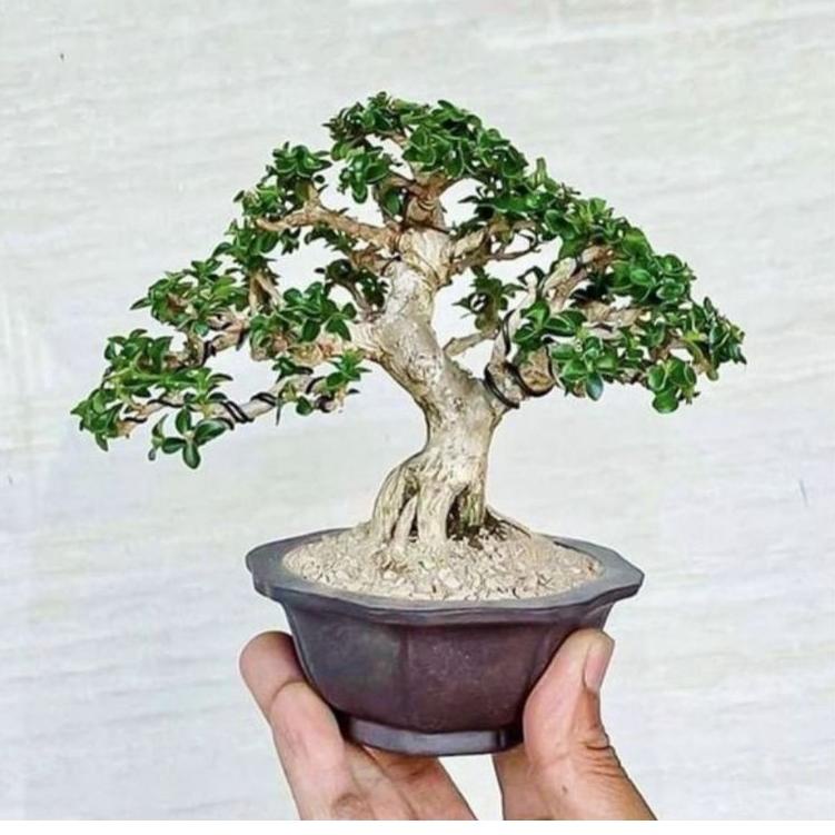 ⚡GROSIR⚡ Tanaman Bonsai Mini, Micro, Mame, Small (Bonsai Sudah Jadi Tinggal Pajang) / Bonsai Jadi si